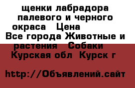 щенки лабрадора палевого и черного окраса › Цена ­ 30 000 - Все города Животные и растения » Собаки   . Курская обл.,Курск г.